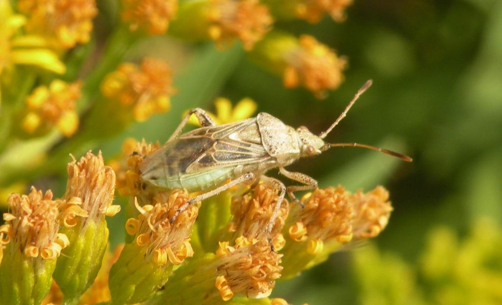 Nysius o Rhopalus?